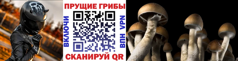 Галлюциногенные грибы Psilocybe  где купить   Сосногорск 